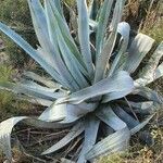 Agave sisalana