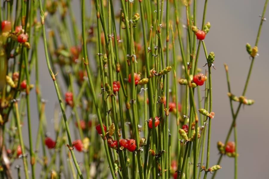 Ephedra americana fruit