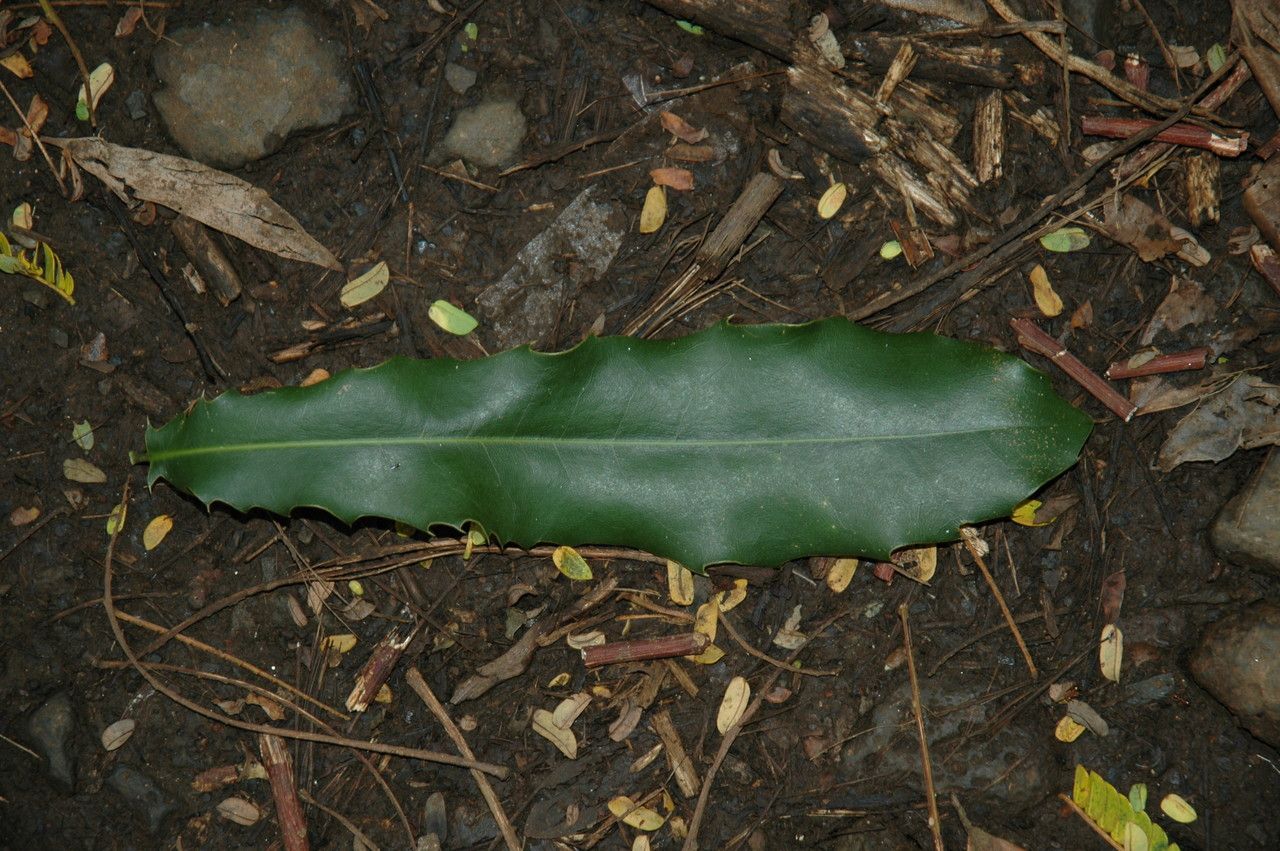 Macadamia integrifolia leaf