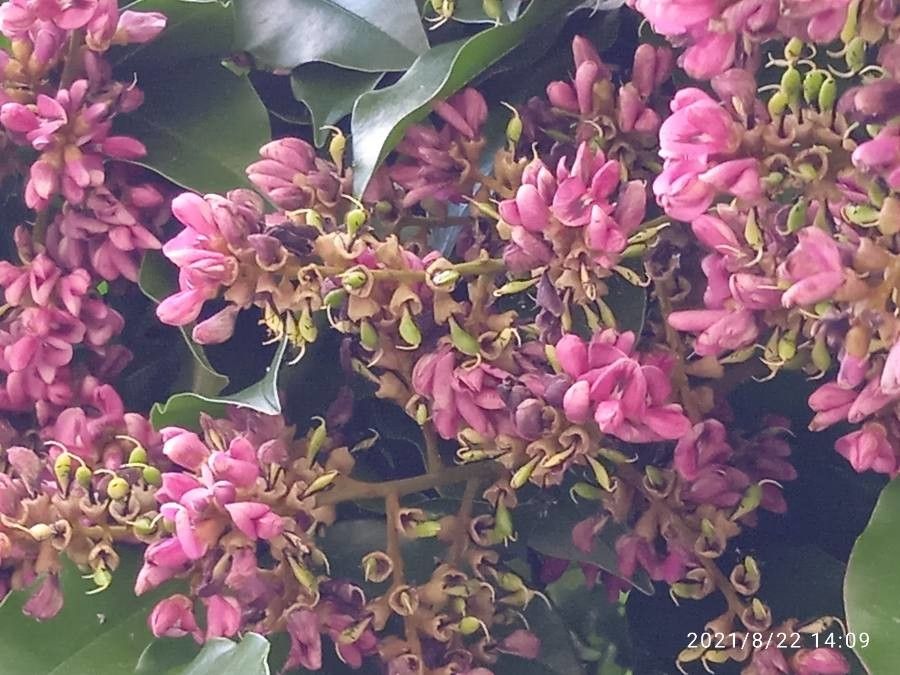 Andira inermis flower