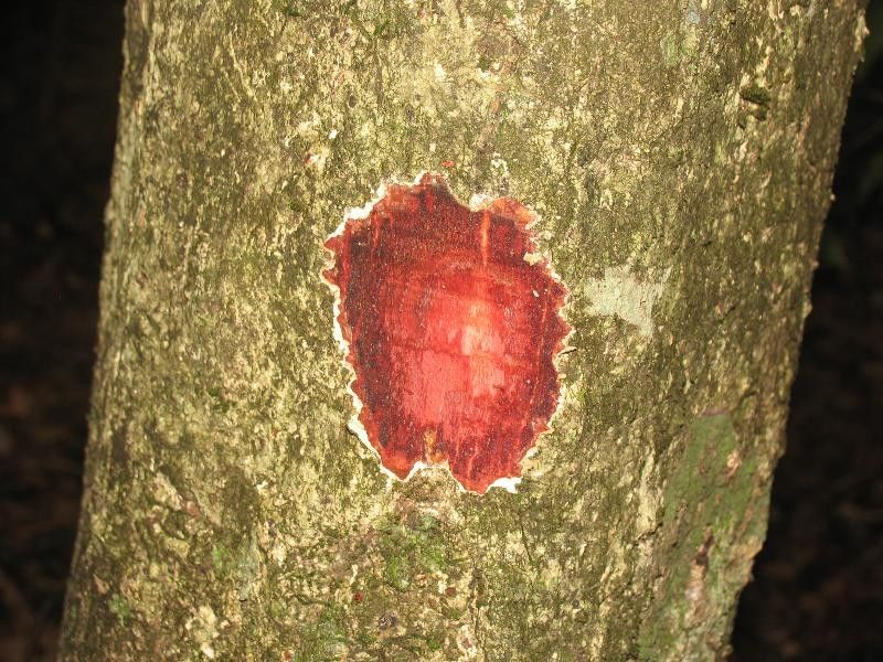 Ouratea decagyna other