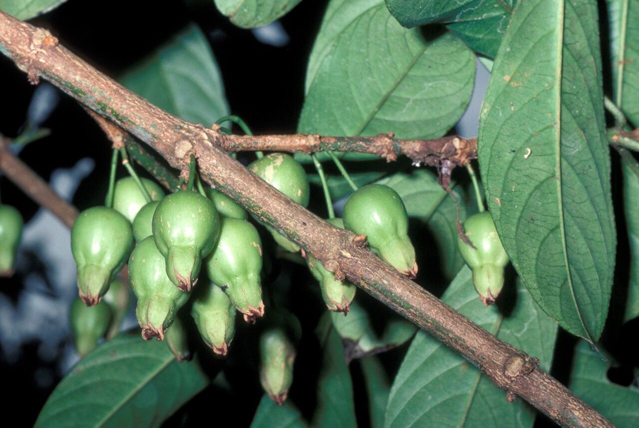 Pellacalyx yunnanensis fruit