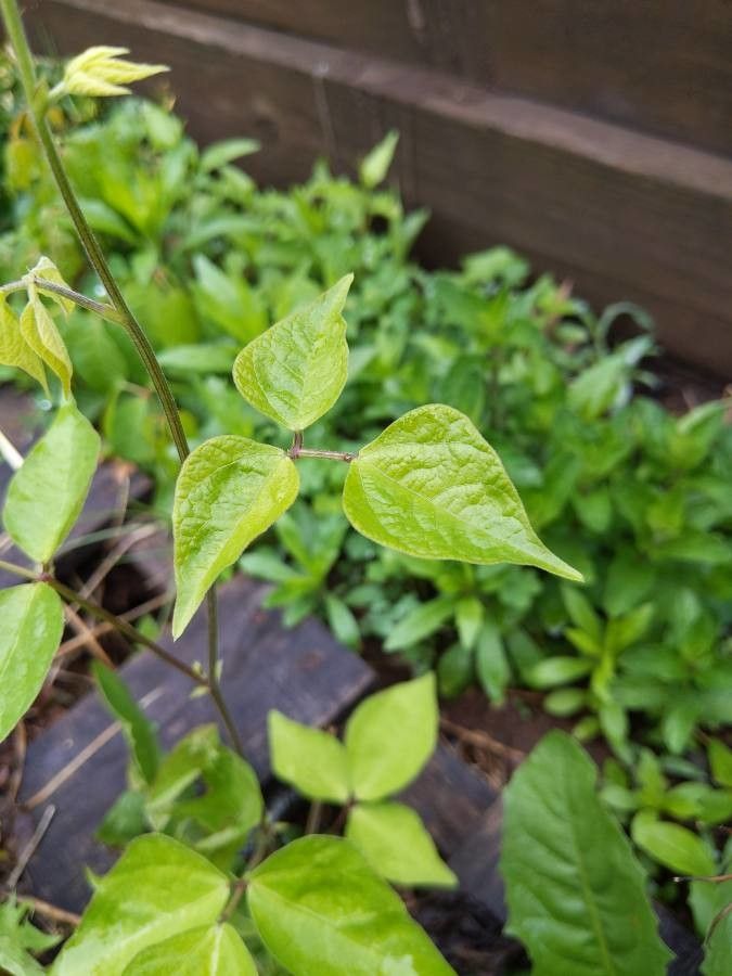 Phaseolus polystachios leaf