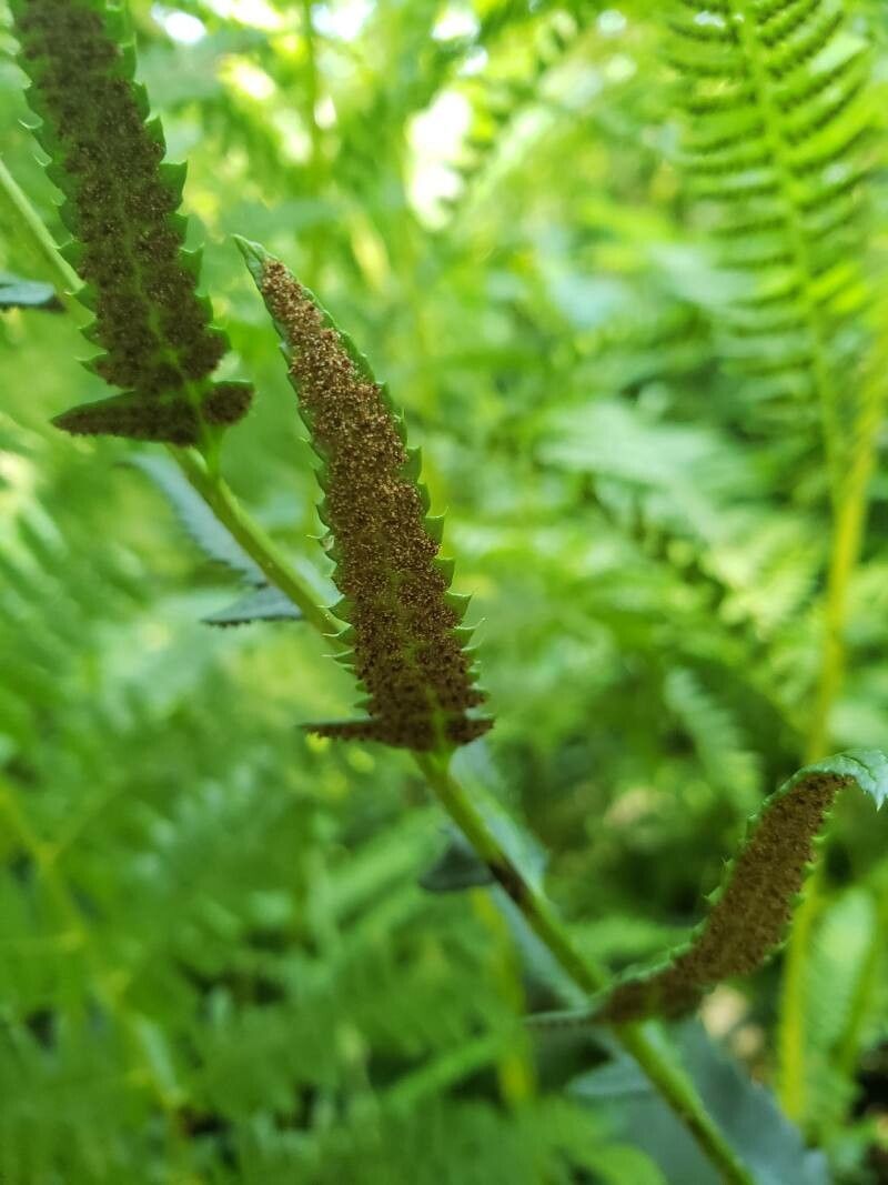 Polystichum acrostichoides fruit