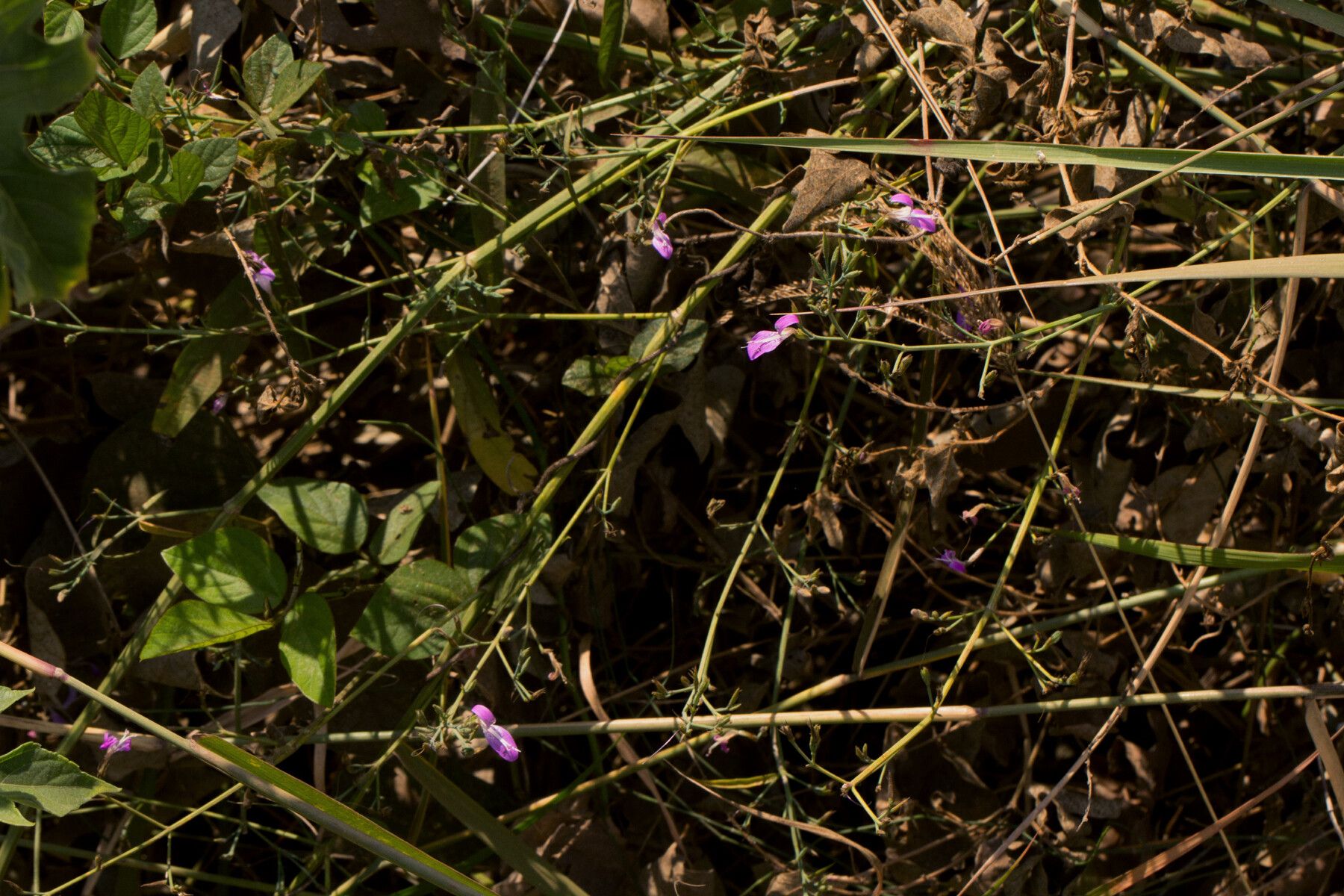 Dicliptera hensii habit