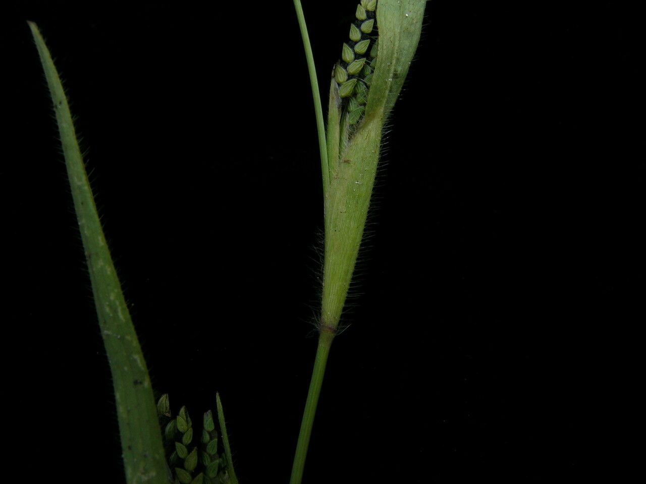 Hackelochloa granularis fruit