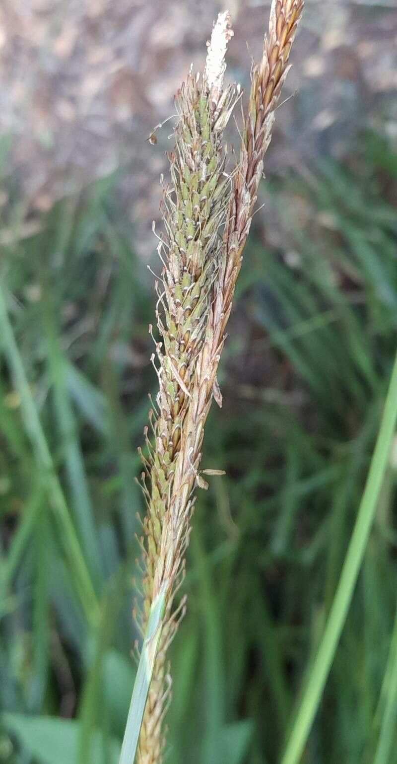 Carex triangula flower
