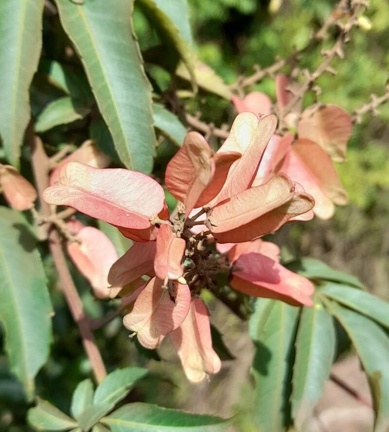 Serjania fuscifolia fruit