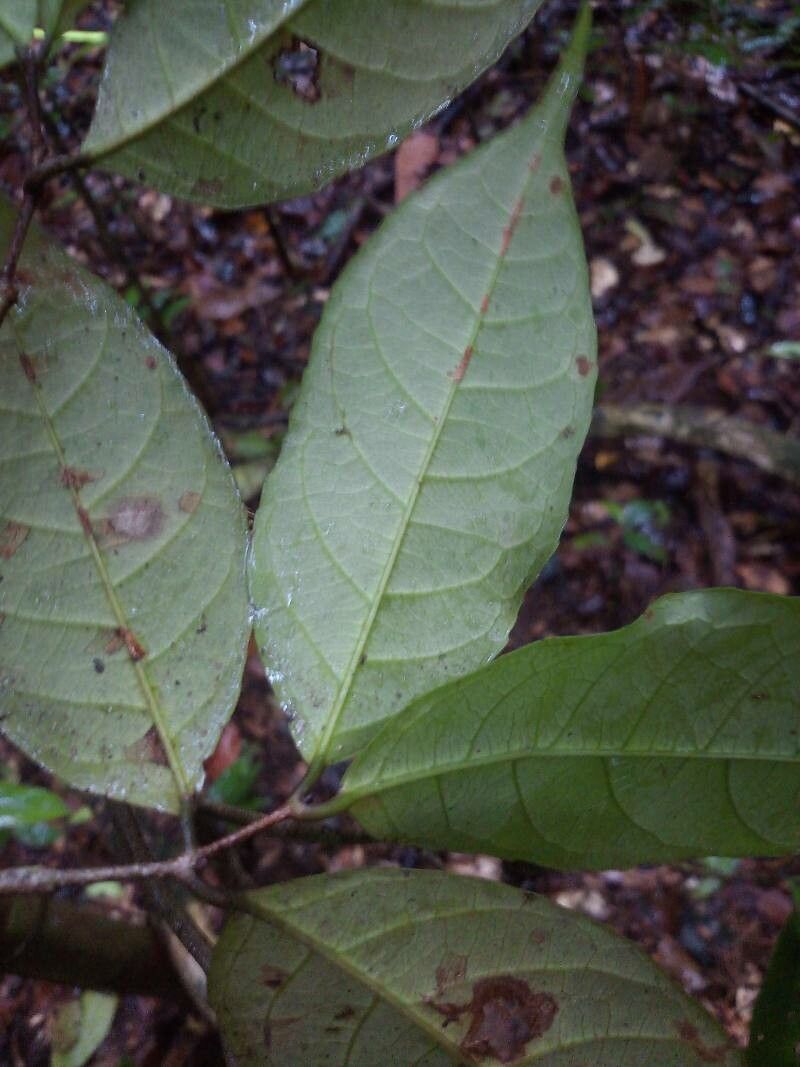Rinorea riana leaf