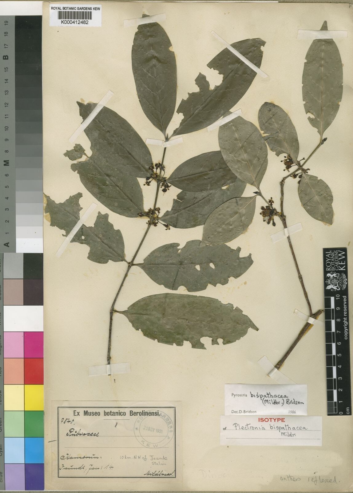 Pyrostria bispathacea — houseplant care guide