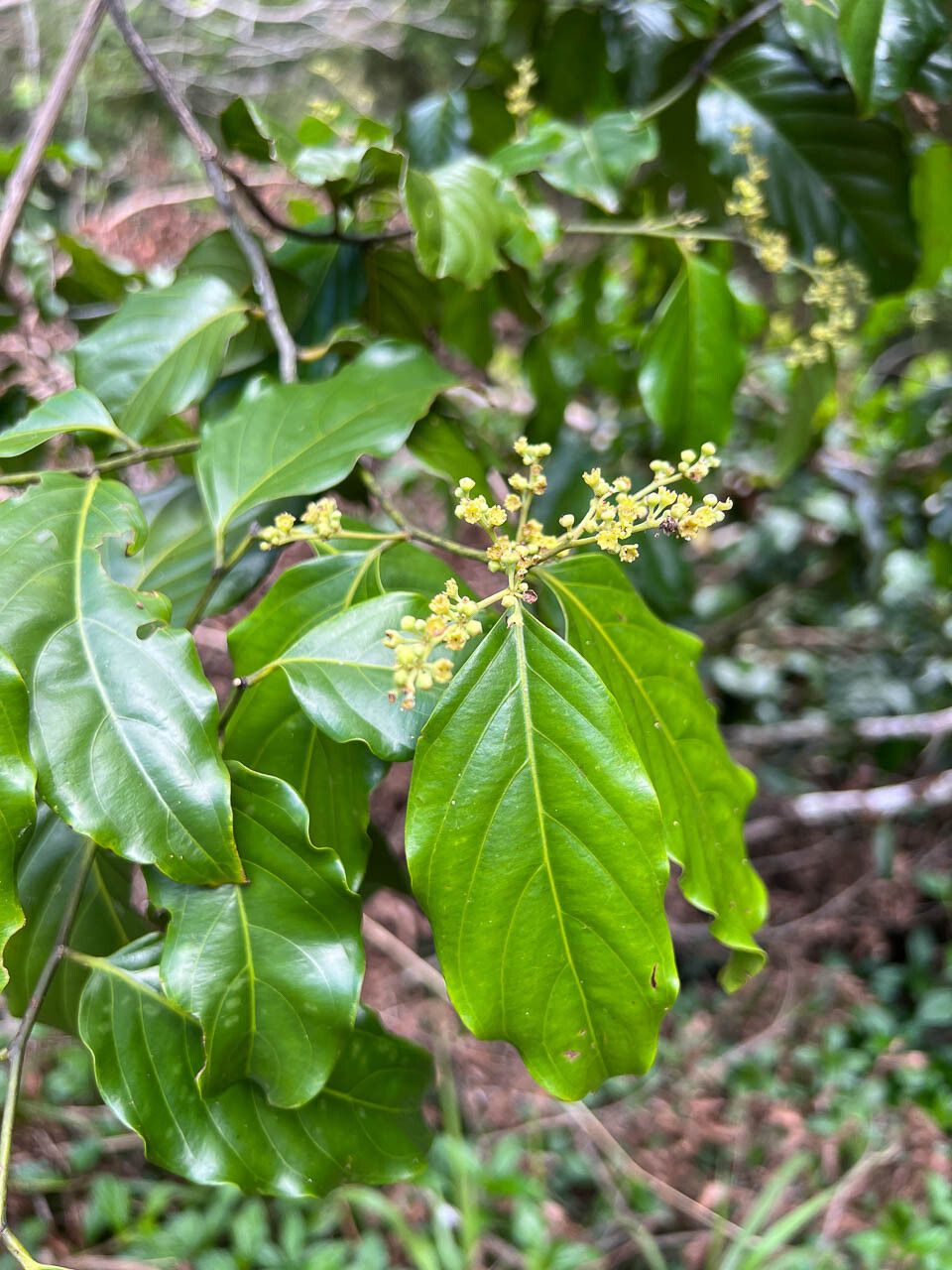 Ventilago neocaledonica flower