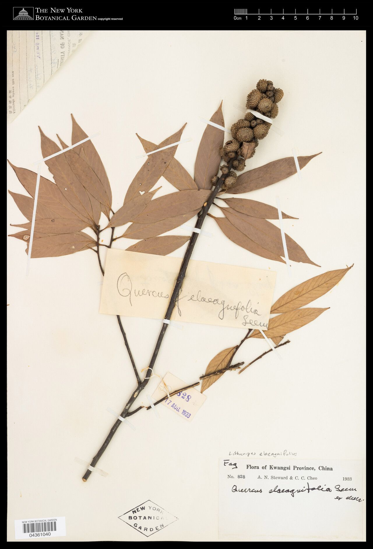 Lithocarpus elaeagnifolius — search result for 'Lithocarpus'