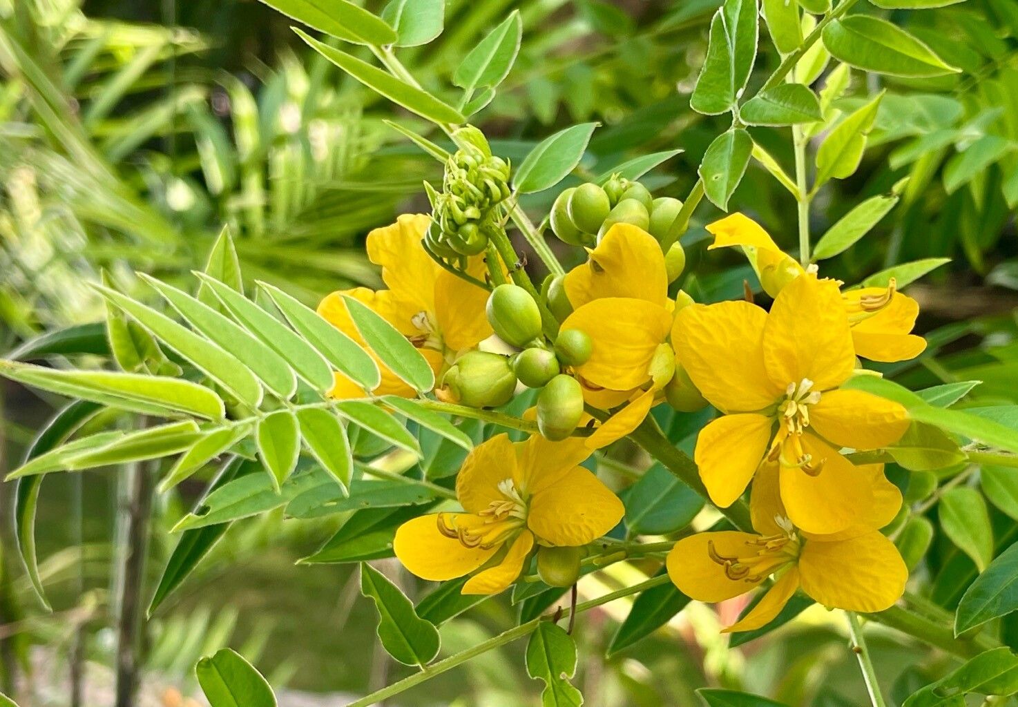 Senna ligustrina flower