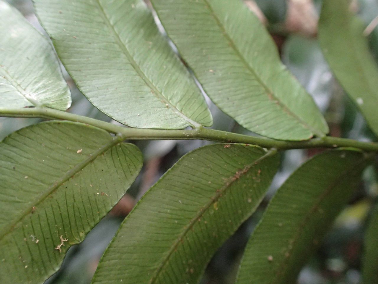 Lomariopsis pollicina bark