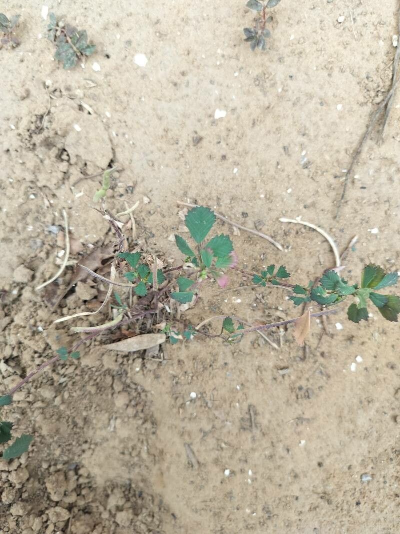 Trigonella polyceratia leaf