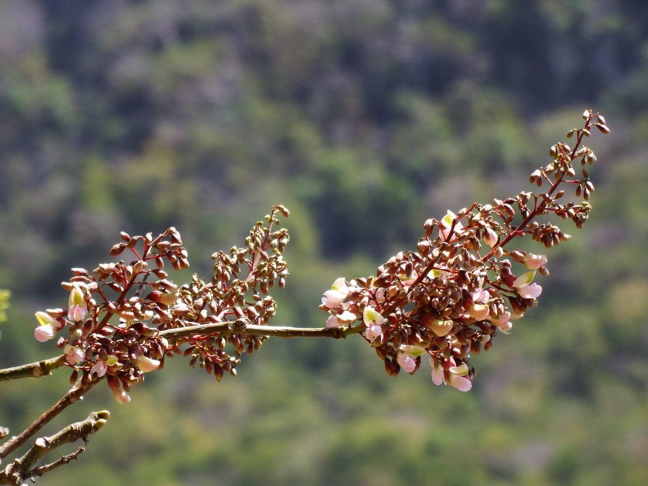 Piscidia carthagenensis fruit