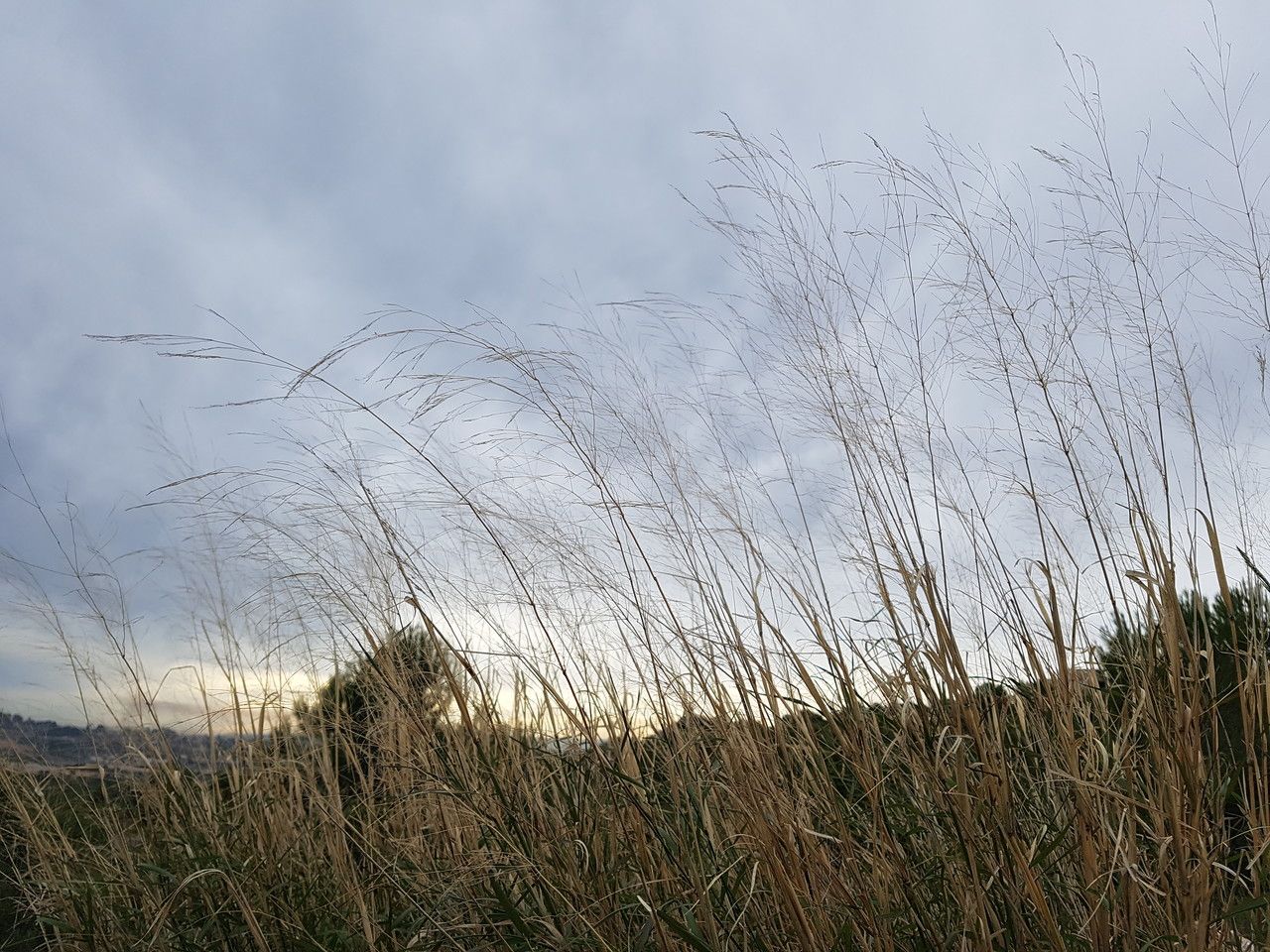 Pennisetum stramineum bark
