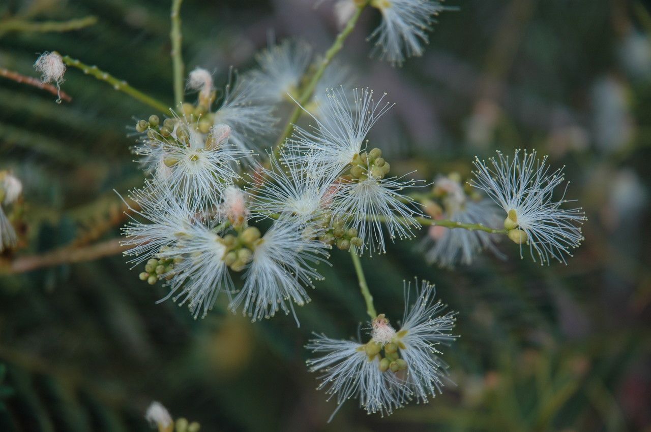 Falcataria falcata flower