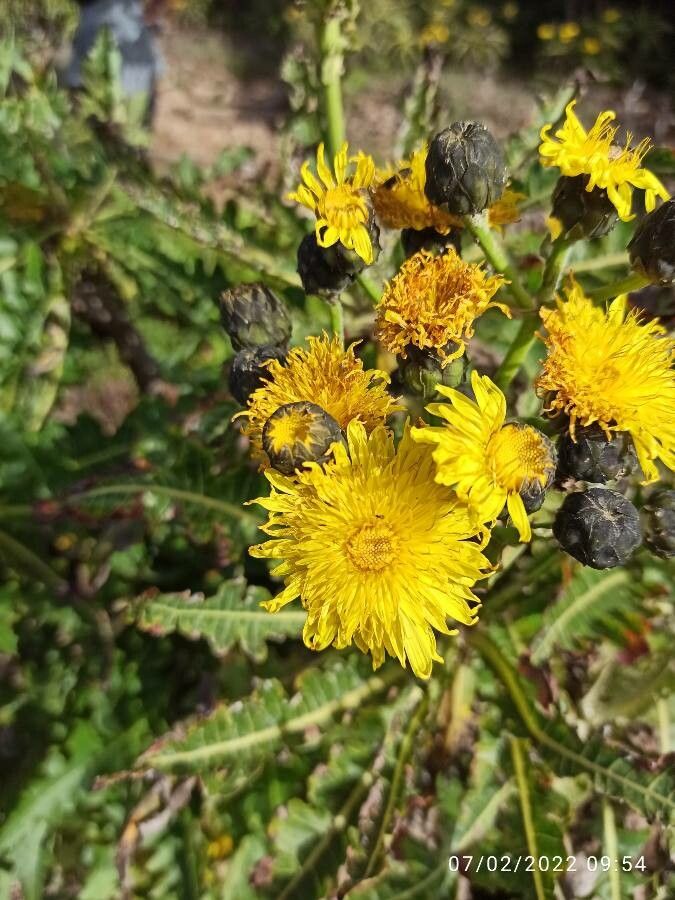 Sonchus congestus flower