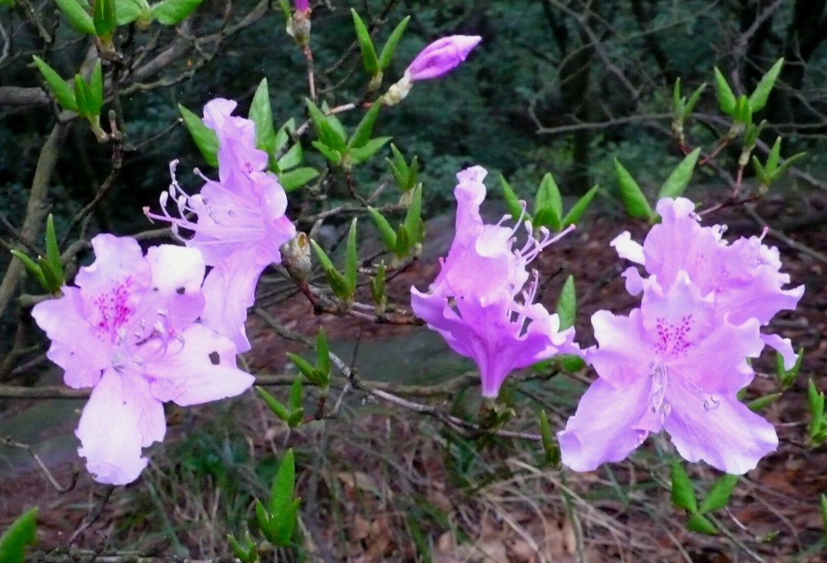 Rhododendron mariesii — houseplant care guide