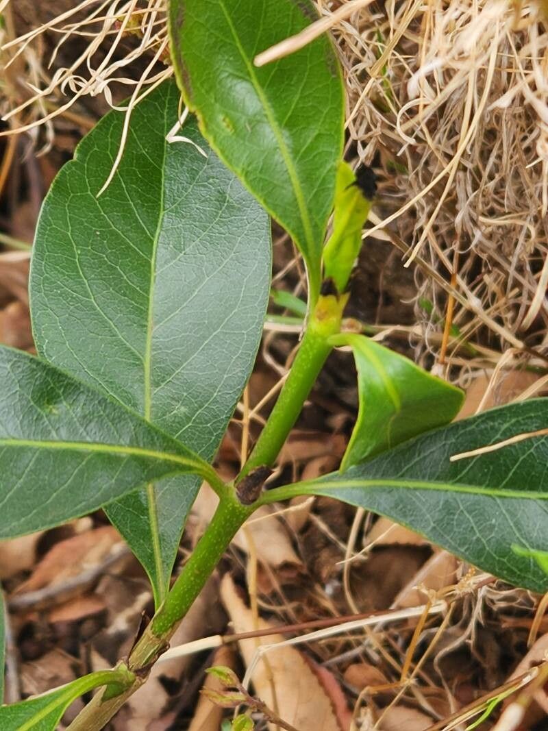 Pavetta gardeniifolia leaf