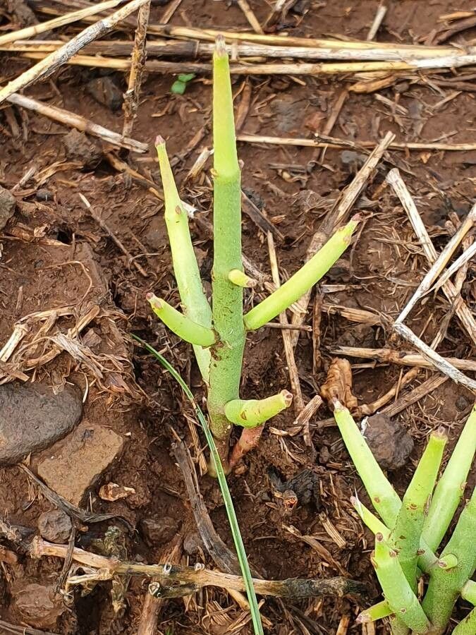 Cynanchum vanlessenii — search result for 'Cynanchum'