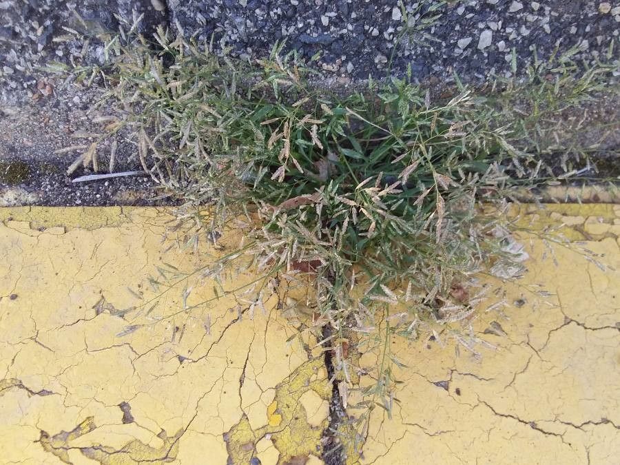 Eragrostis minor flower