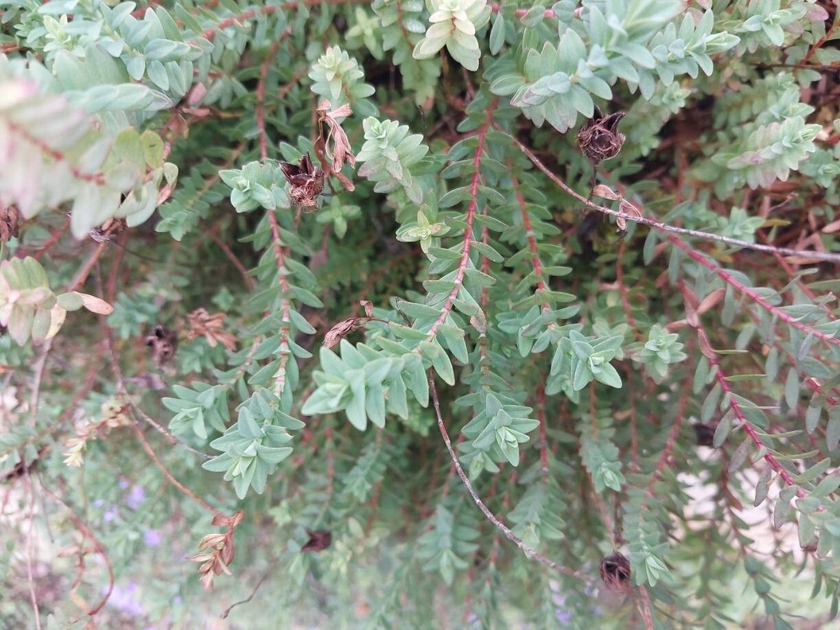 Hypericum lanuginosum — houseplant care guide