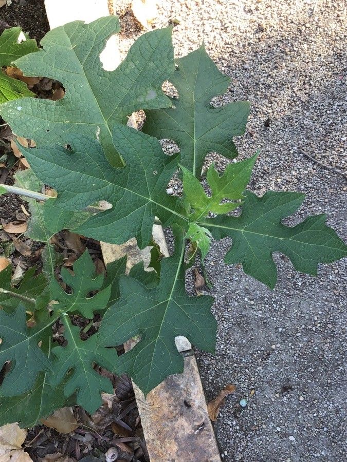 Montanoa bipinnatifida — houseplant care guide