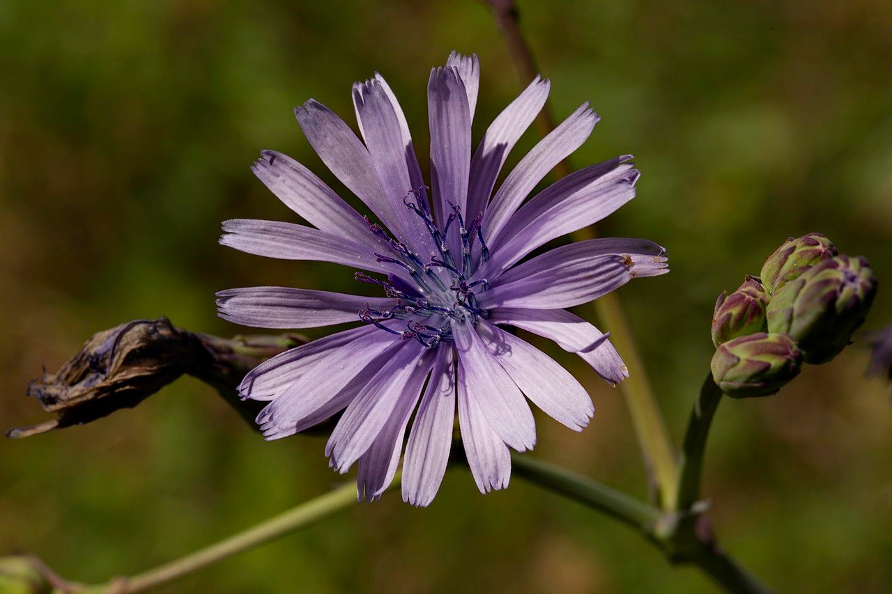 Lactuca perennis flower