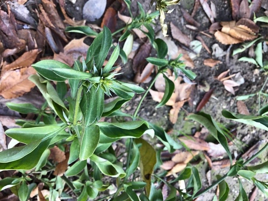 Barleria prionitis — search result for 'Acanthaceae'