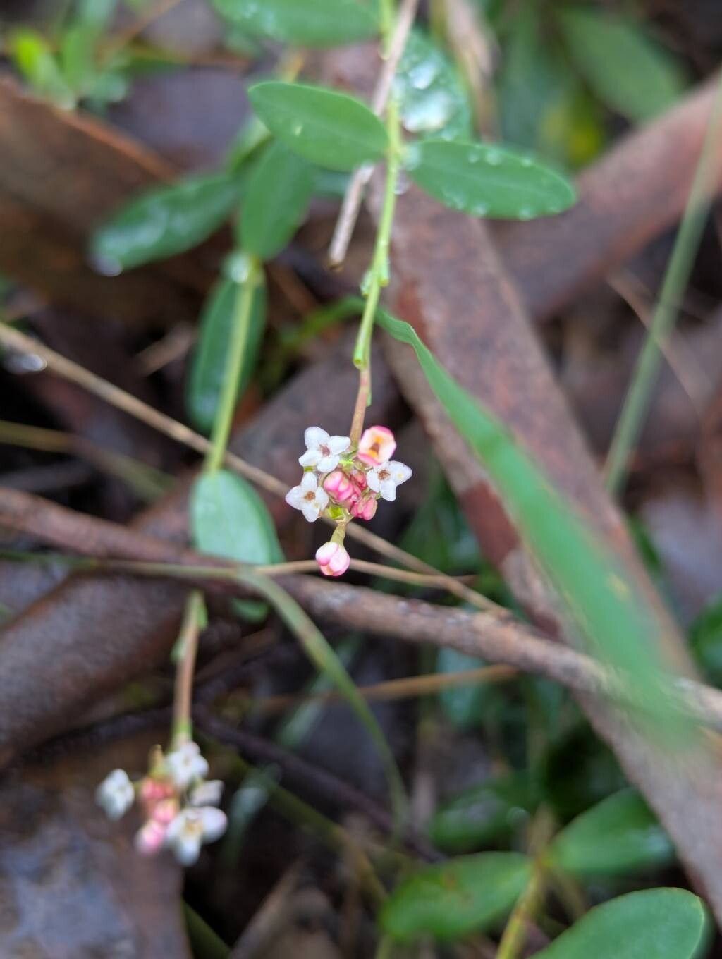 Pimelea spicata — houseplant care guide