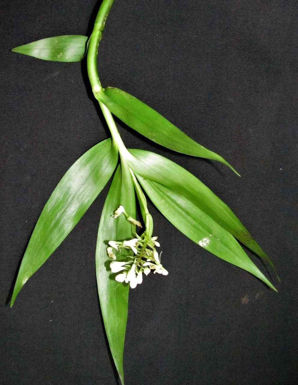 Epidendrum resectum other