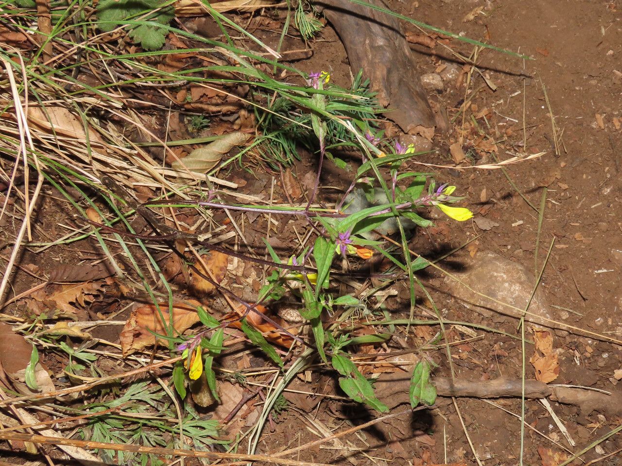 Melampyrum italicum habit