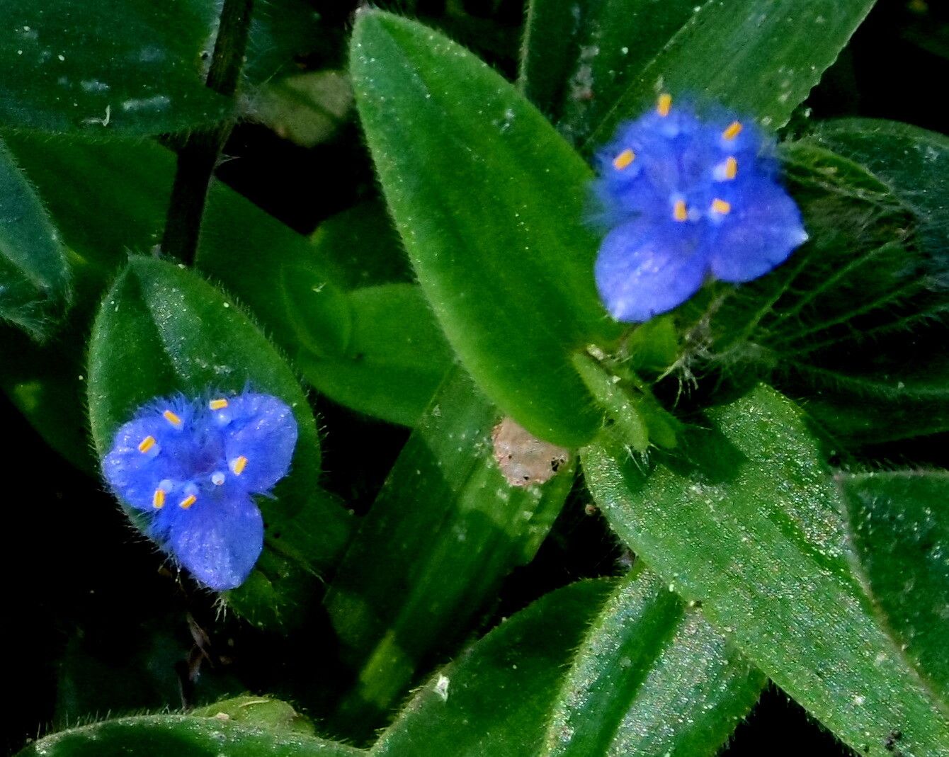 Cyanotis cristata flower