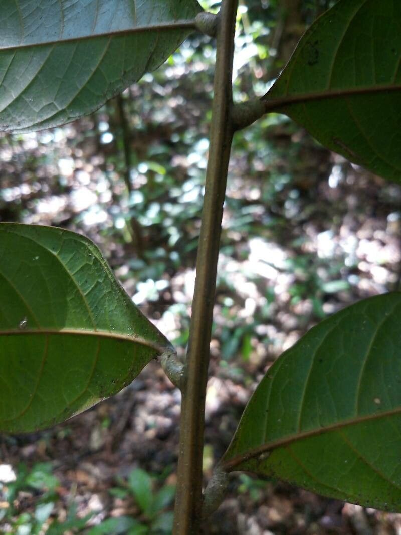 Talisia macrophylla — houseplant care guide