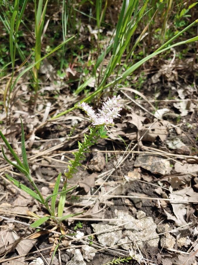 Sedum pulchellum habit