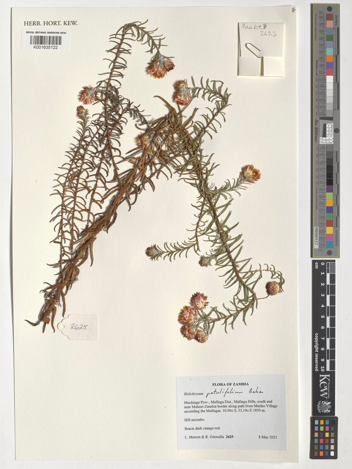 Helichrysum patulifolium — search result for 'Helichrysum'