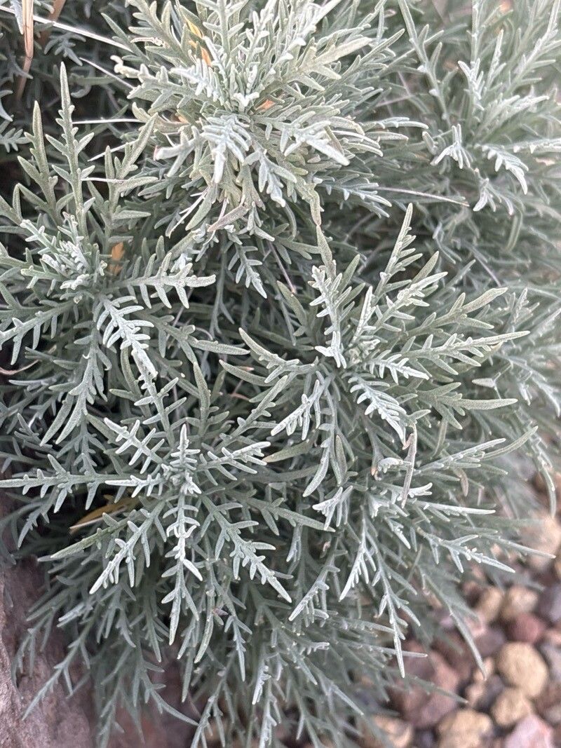 Descurainia lemsii leaf