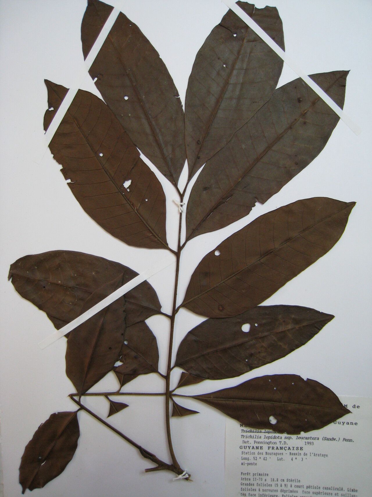 Trichilia lepidota — houseplant care guide