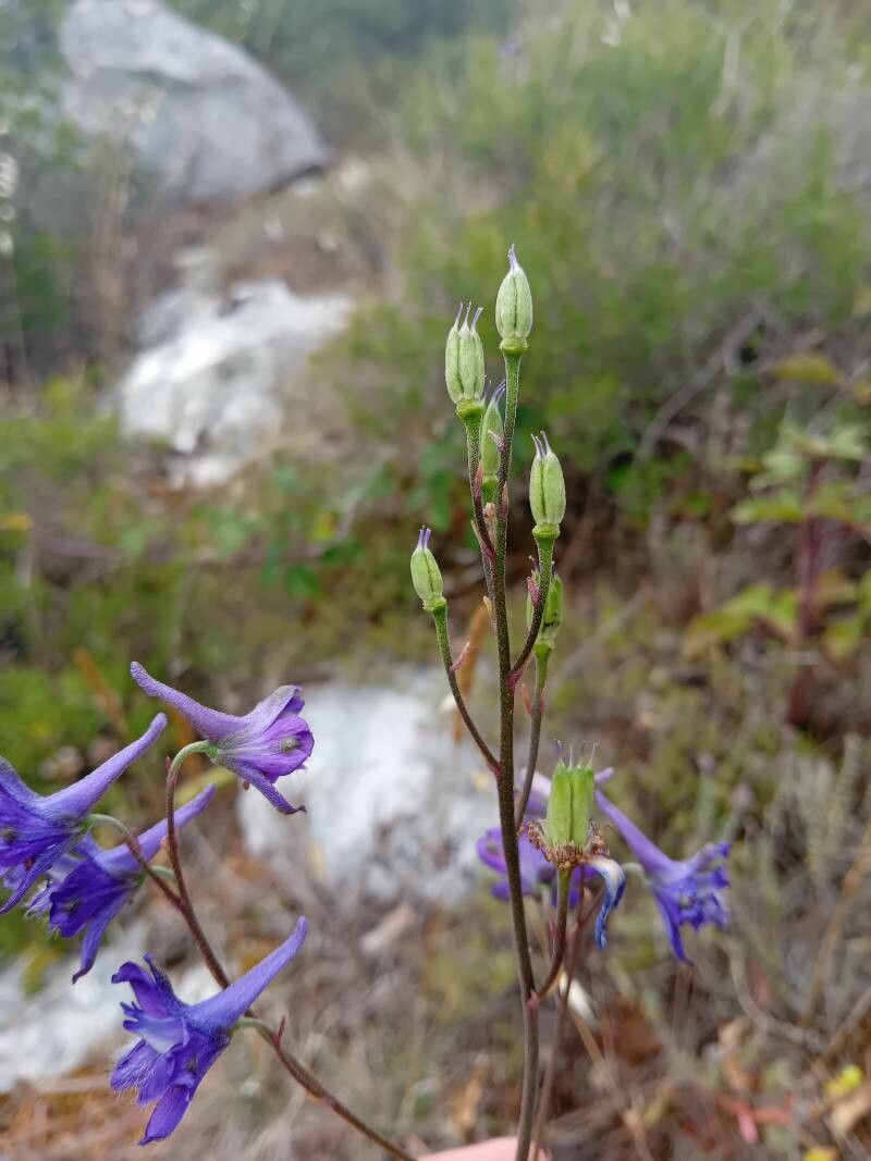 Delphinium pentagynum fruit