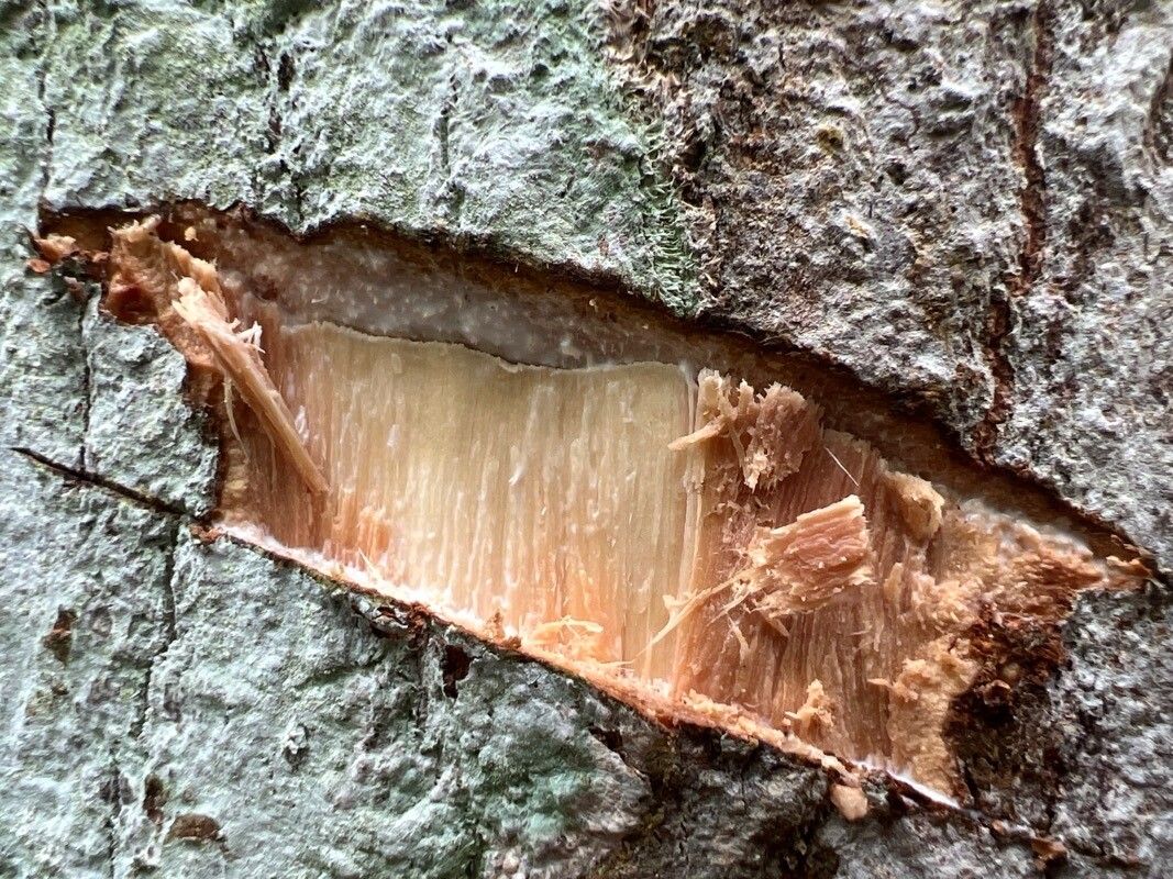 Chrysophyllum boukokoënse bark