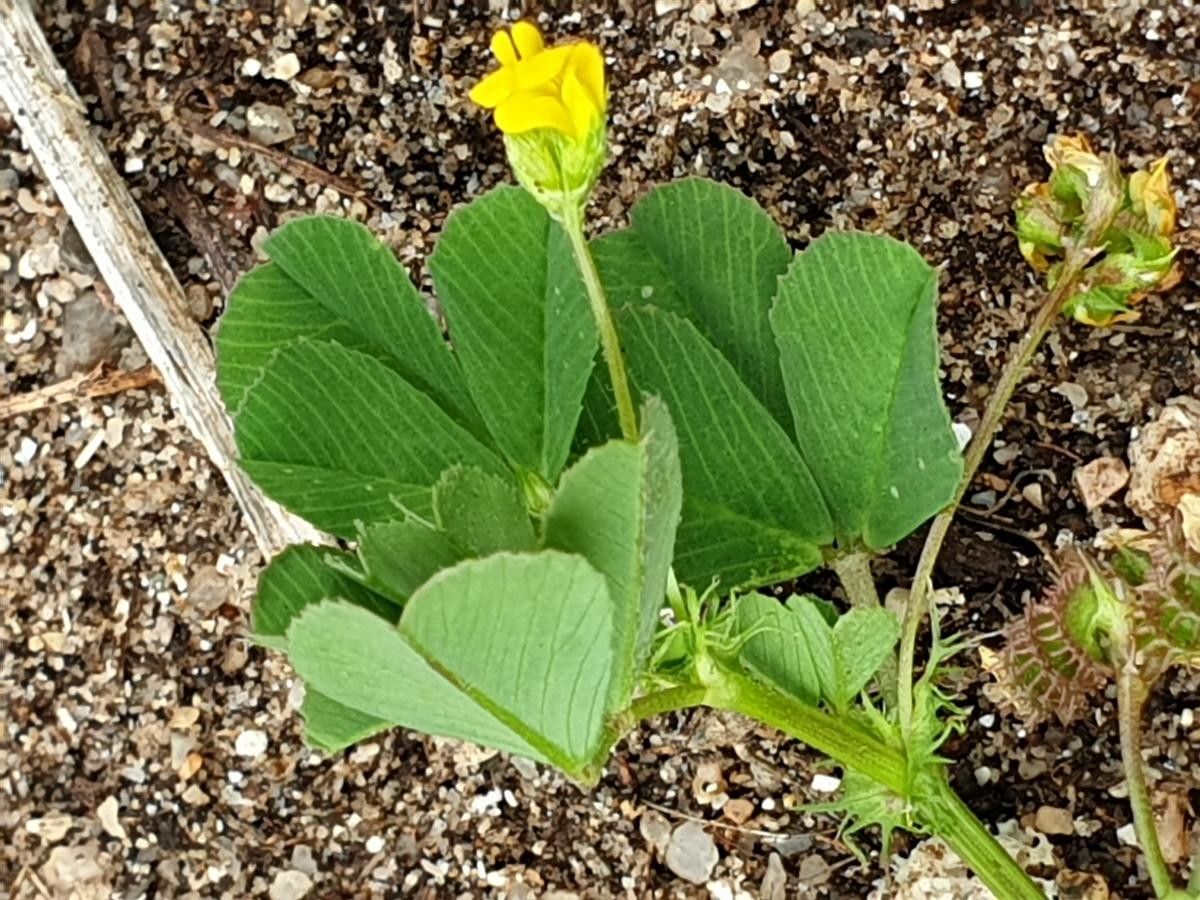 Medicago praecox flower