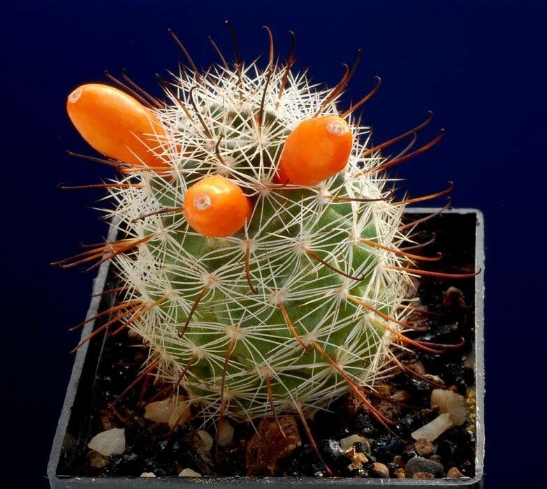 Cochemiea insularis fruit