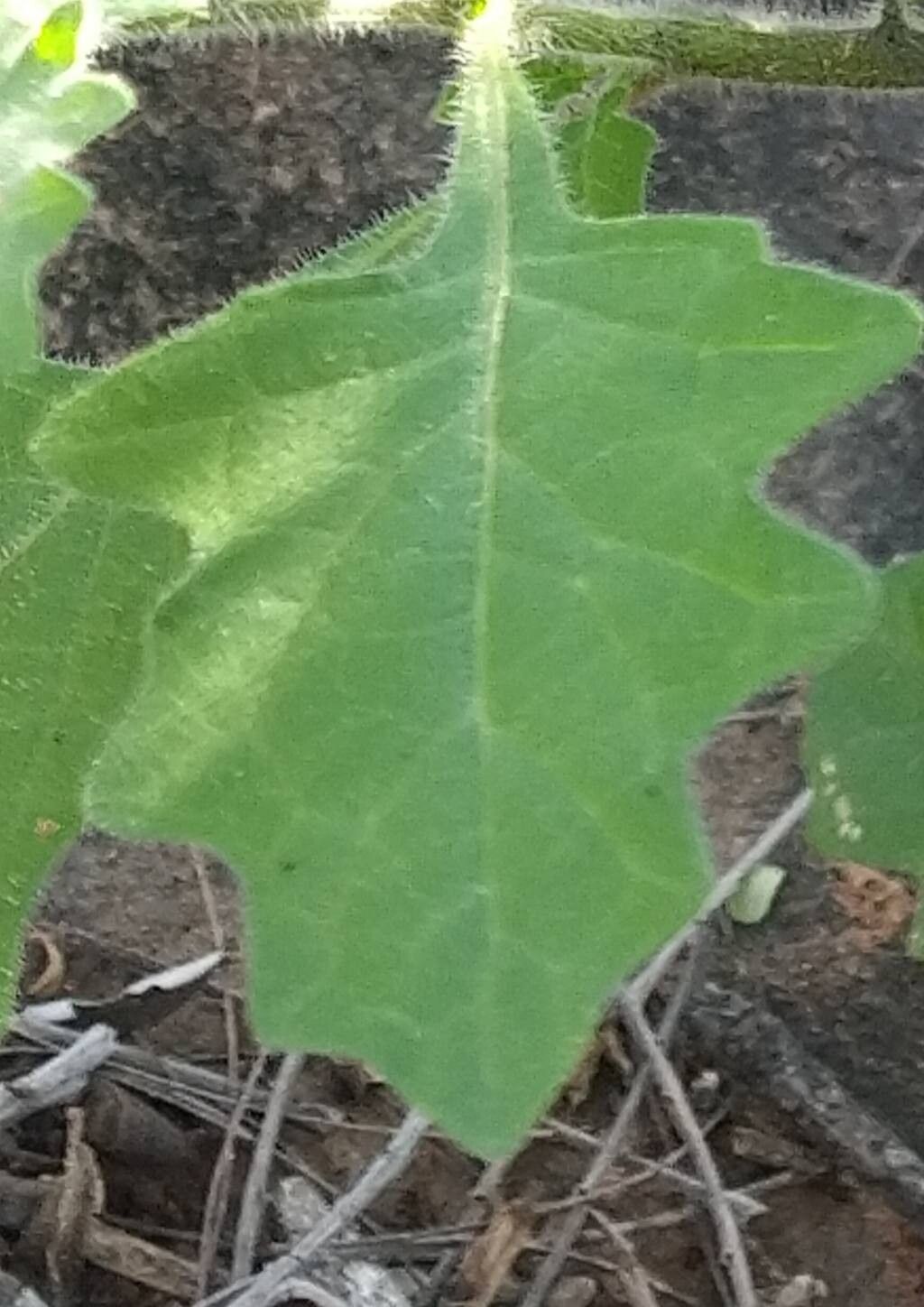 Solanum retroflexum — houseplant care guide