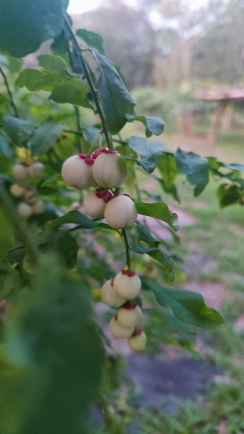 Breynia androgyna — related species from the same genus