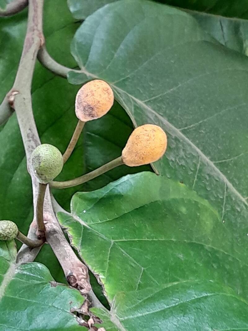 Artocarpus fretessii fruit