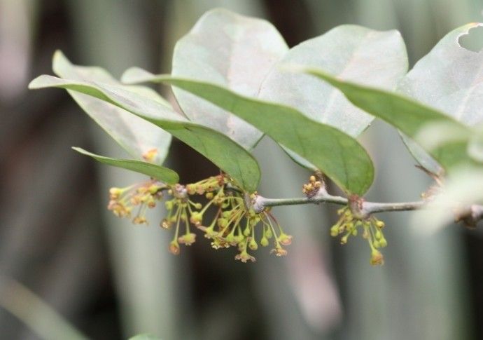 Phyllanthus kanalensis — houseplant care guide