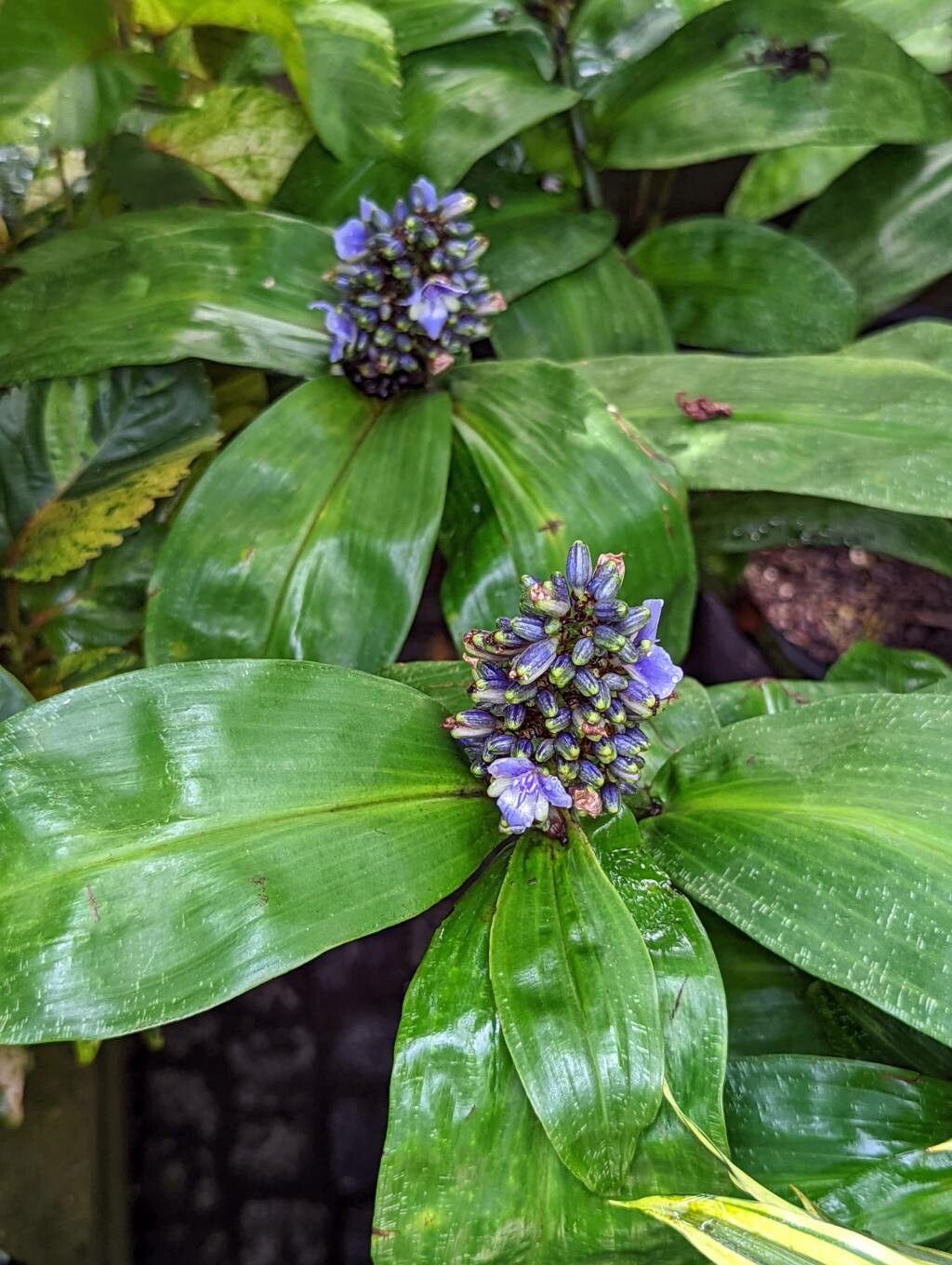 Dichorisandra mosaica — related species from the same genus