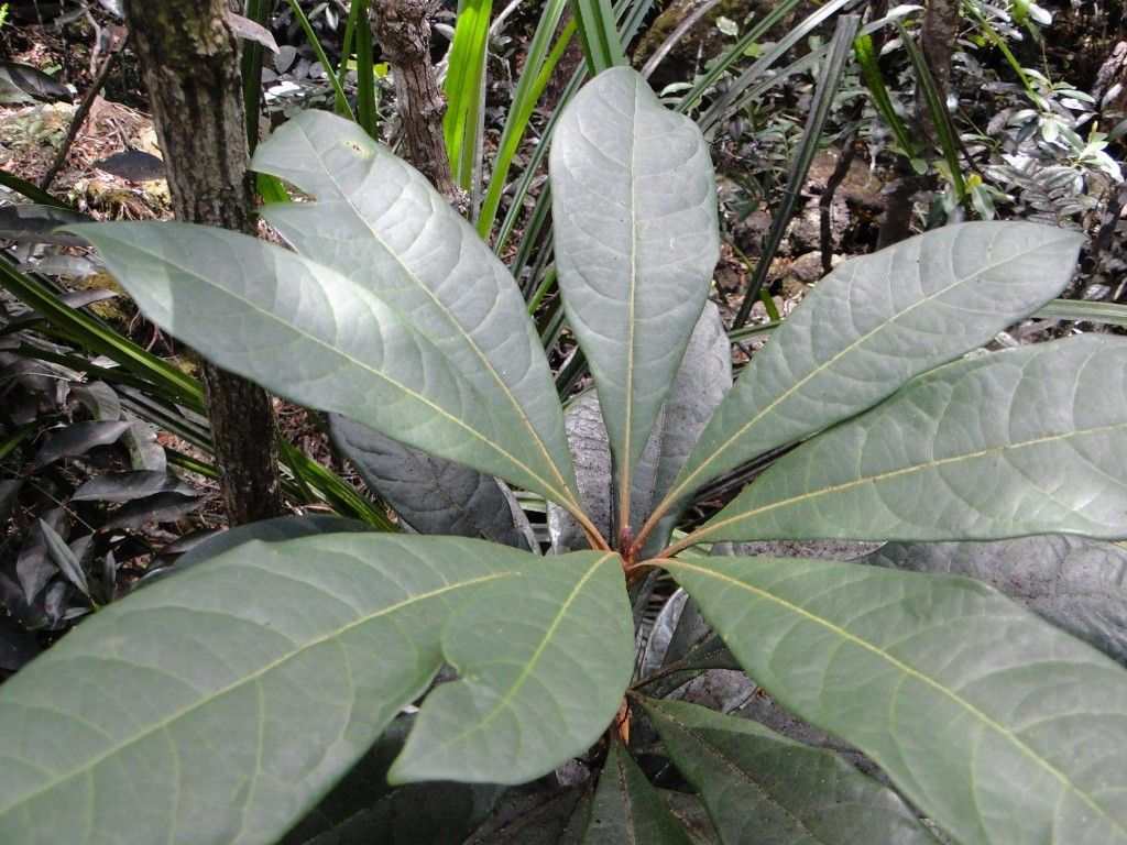 Pittosporum artense — search result for 'Pittosporaceae'